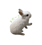 ネザーランドうさぎのおもち。（個別スタンプ：19）