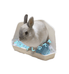 ネザーランドうさぎのおもち。（個別スタンプ：21）