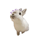 ネザーランドうさぎのおもち。（個別スタンプ：22）