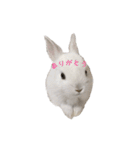 ネザーランドうさぎのおもち。（個別スタンプ：24）