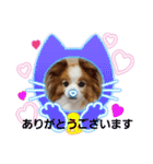 ぱぴぱぴパピヨン27（個別スタンプ：7）