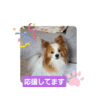 ぱぴぱぴパピヨン27（個別スタンプ：9）
