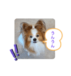ぱぴぱぴパピヨン27（個別スタンプ：11）