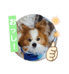 ぱぴぱぴパピヨン27（個別スタンプ：12）