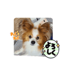 ぱぴぱぴパピヨン27（個別スタンプ：13）