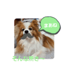 ぱぴぱぴパピヨン27（個別スタンプ：18）