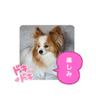 ぱぴぱぴパピヨン27（個別スタンプ：19）