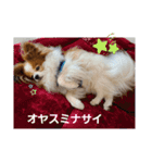 ぱぴぱぴパピヨン27（個別スタンプ：23）