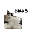 おれらの猫たち2（個別スタンプ：1）