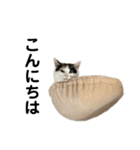 おれらの猫たち2（個別スタンプ：2）