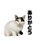 おれらの猫たち2（個別スタンプ：3）