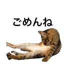 おれらの猫たち2（個別スタンプ：4）
