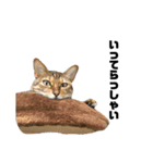 おれらの猫たち2（個別スタンプ：5）