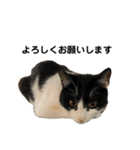 おれらの猫たち2（個別スタンプ：7）