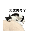 おれらの猫たち2（個別スタンプ：9）