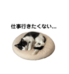 おれらの猫たち2（個別スタンプ：10）
