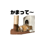 おれらの猫たち2（個別スタンプ：11）