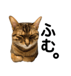 おれらの猫たち2（個別スタンプ：13）