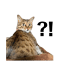 おれらの猫たち2（個別スタンプ：14）