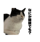 おれらの猫たち2（個別スタンプ：15）