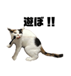 おれらの猫たち2（個別スタンプ：16）