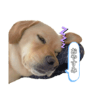 らーちゃんの日常2（個別スタンプ：5）