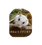 我が家のハムちゃん達_（個別スタンプ：2）