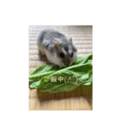 我が家のハムちゃん達_（個別スタンプ：3）