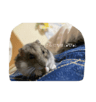 我が家のハムちゃん達_（個別スタンプ：4）