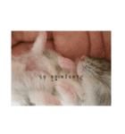 我が家のハムちゃん達_（個別スタンプ：6）