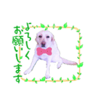 ラブラドールレトリバーHAPPY（個別スタンプ：2）