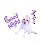 ラブラドールレトリバーHAPPY（個別スタンプ：4）