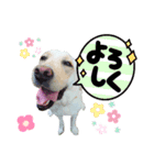 ラブラドールレトリバーHAPPY（個別スタンプ：7）