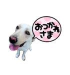 ラブラドールレトリバーHAPPY（個別スタンプ：11）
