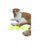 うちのバロさん3（個別スタンプ：7）