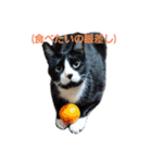 うちのバロさん3（個別スタンプ：13）
