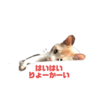 うちのカリンさん3（個別スタンプ：1）