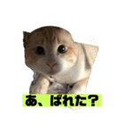 うちのカリンさん3（個別スタンプ：4）