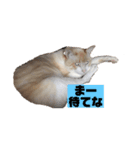 うちのカリンさん3（個別スタンプ：5）