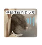 ジャンガリアンハムスターのロロちゃん（個別スタンプ：2）