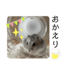 ジャンガリアンハムスターのロロちゃん（個別スタンプ：5）
