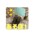 ジャンガリアンハムスターのロロちゃん（個別スタンプ：6）