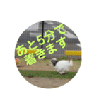 きぬちゃんスタンプ2（個別スタンプ：8）