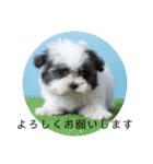 きぬちゃんスタンプ2（個別スタンプ：15）