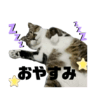 ねこ挨拶すたんぷ 3（個別スタンプ：2）