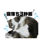 ねこ挨拶すたんぷ 3（個別スタンプ：3）