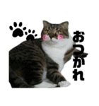 ねこ挨拶すたんぷ 3（個別スタンプ：4）