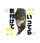 ねこ挨拶すたんぷ 3（個別スタンプ：5）