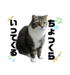 ねこ挨拶すたんぷ 3（個別スタンプ：7）