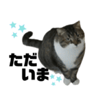 ねこ挨拶すたんぷ 3（個別スタンプ：8）
